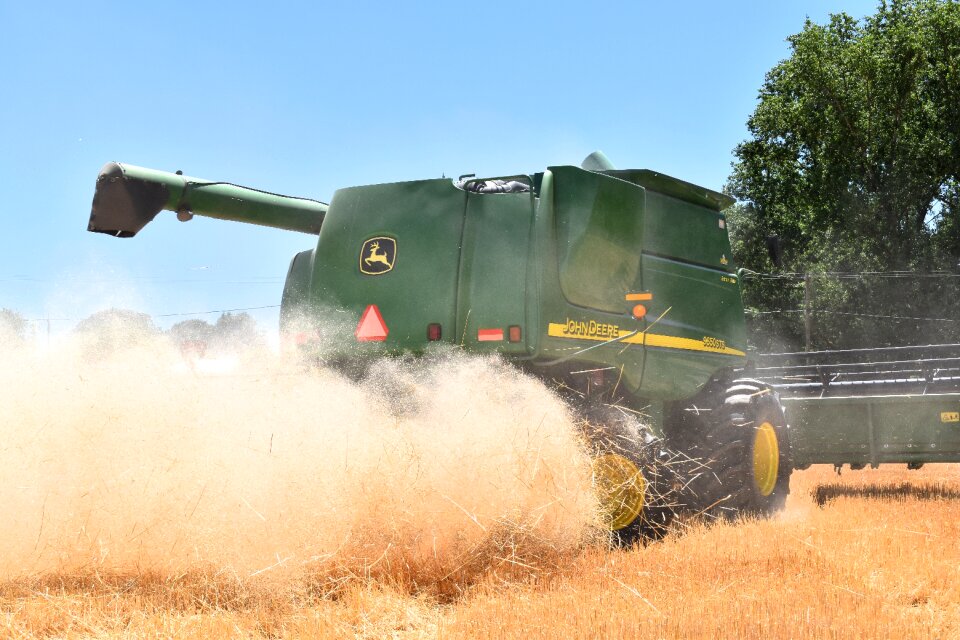 Cereal wheat agriculture