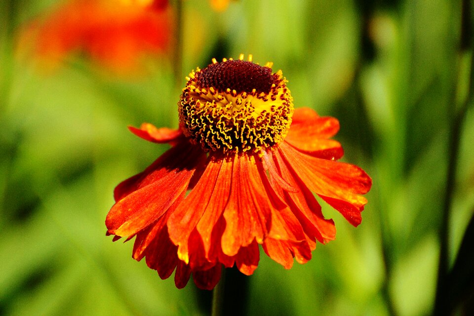 Red orange plant
