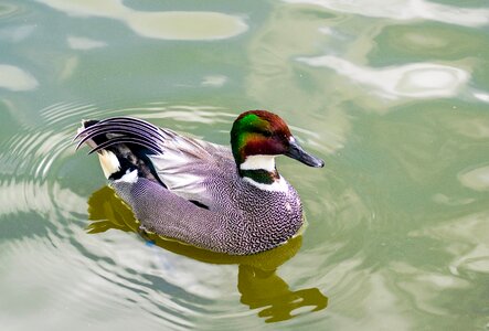 Drake falcata colorful