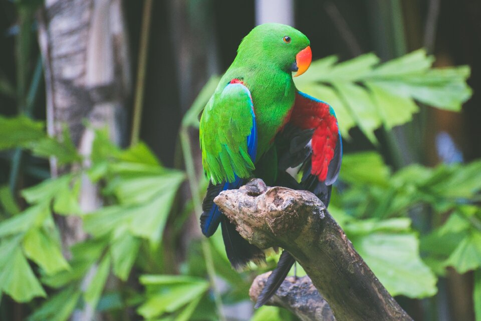 Exotic leaves parakeet