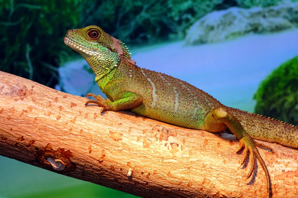 Cocincinus dragon water