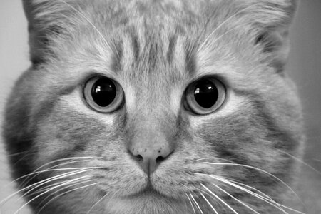 Cute pet adorable