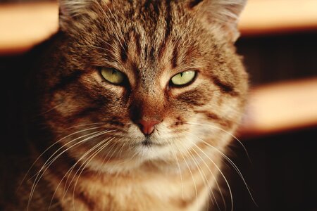 Cat close-up cute