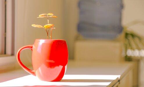 Window sill cup little flower photo