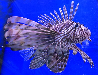 Aquatic blue fish blue fishing
