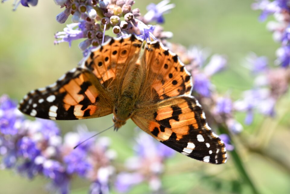 Animals butterfly close up