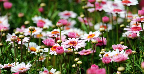 Argyranthemum frutescens plant flowers