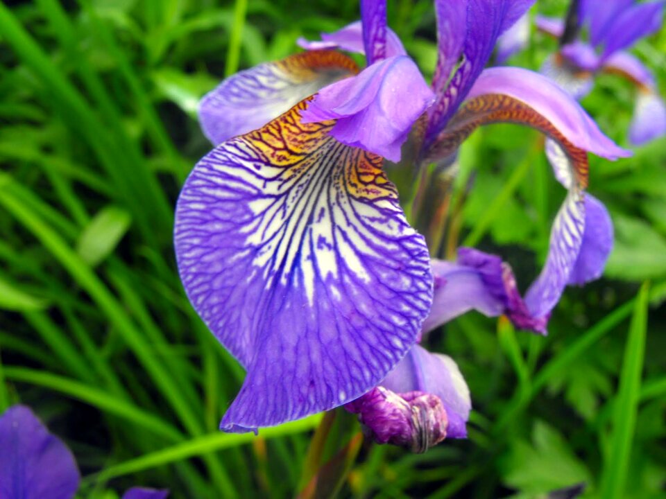 Purple petals foliage