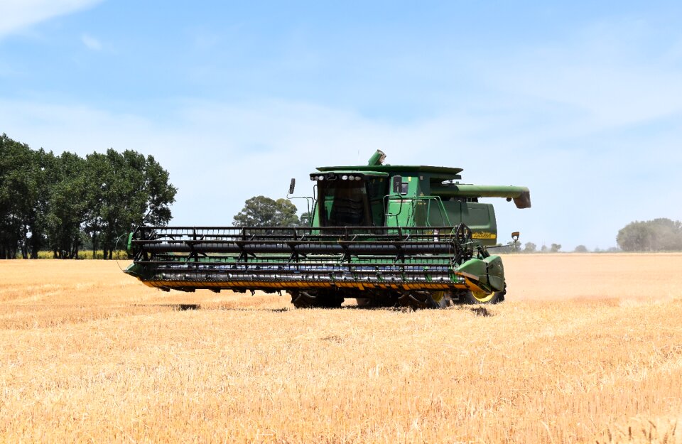Wheat cereal agriculture