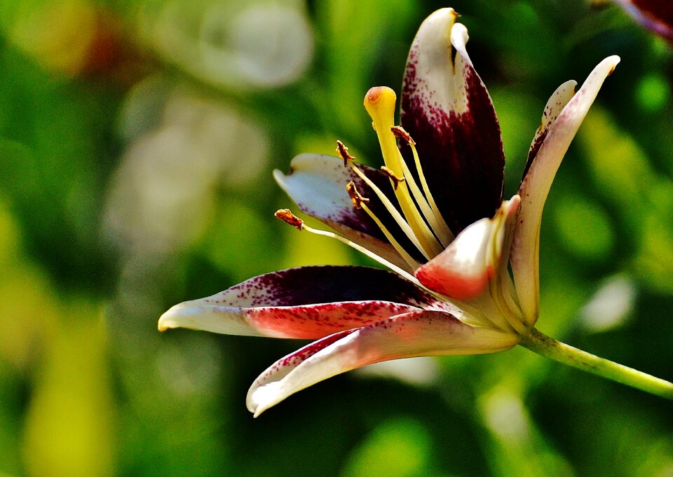 Summer blossom bloom