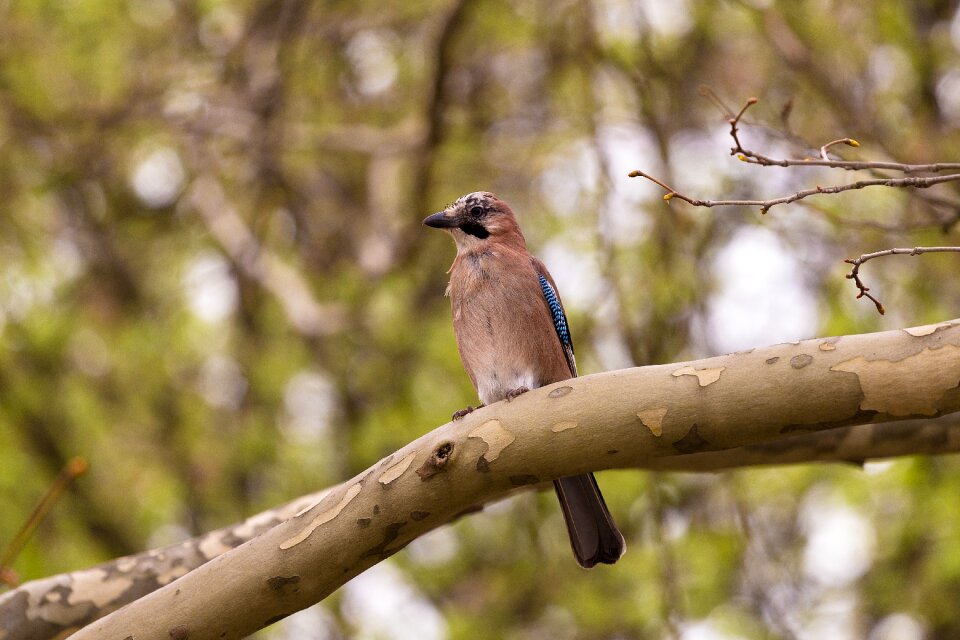 Eurasian jay nature tree