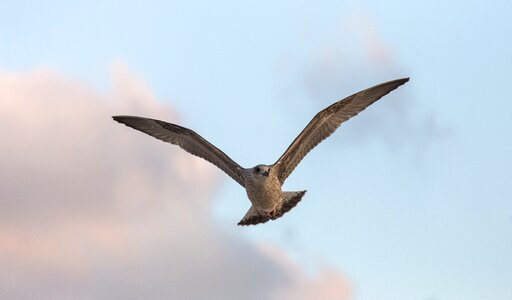 Gull nature sky