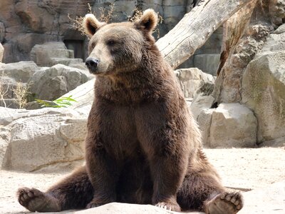 Sitting animal funny