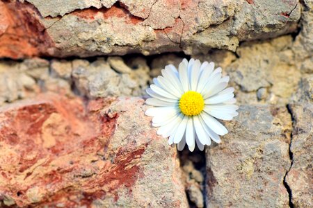 Stone wall wallflower daisies in the wall photo