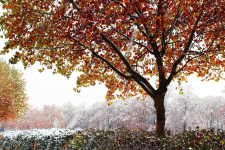 Snow golden autumn nature