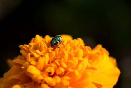 Flower orange flower blossom