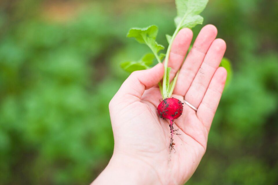 Fresh vegetable garden growth