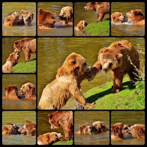 Collage water brown bear
