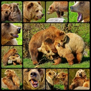 Water brown bear wild animal