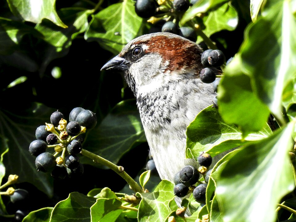 Songbird garden bird bird
