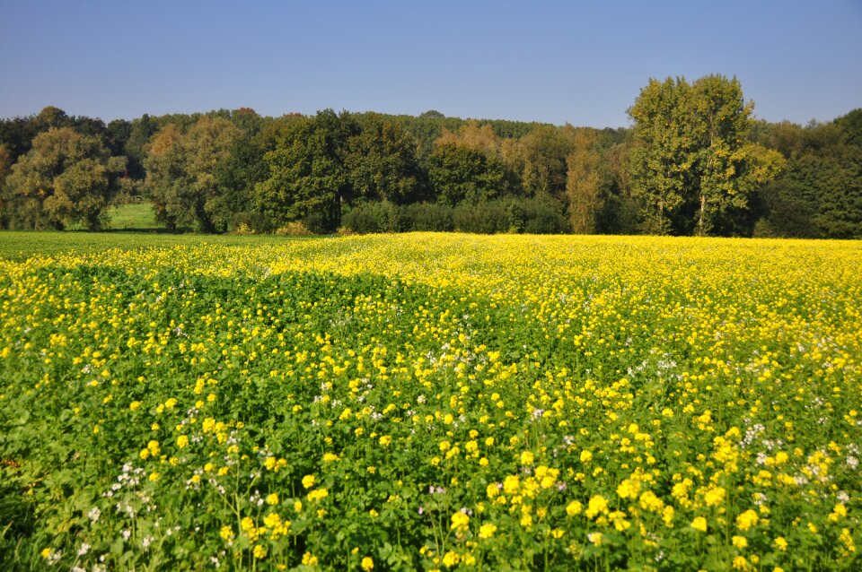Belgium west-flanders landscape