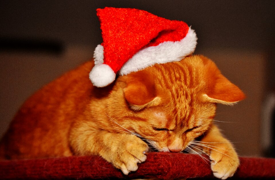 Santa hat funny cute