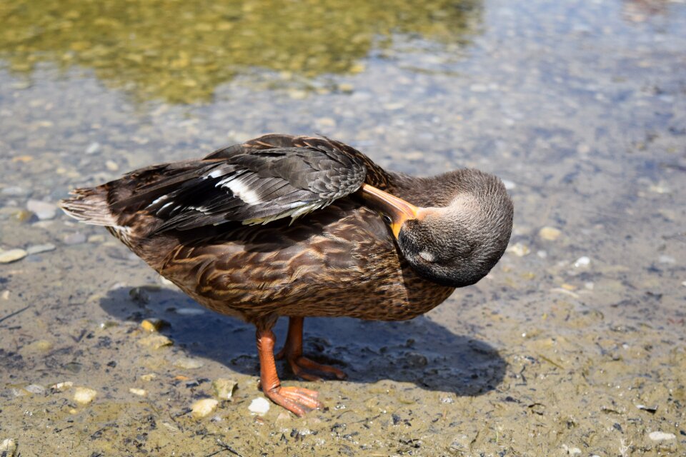 Water bird animal pond