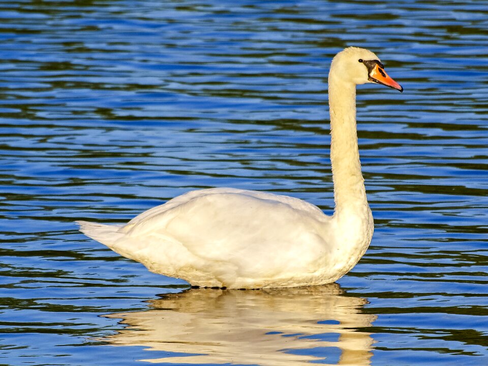 Water bird nature animal