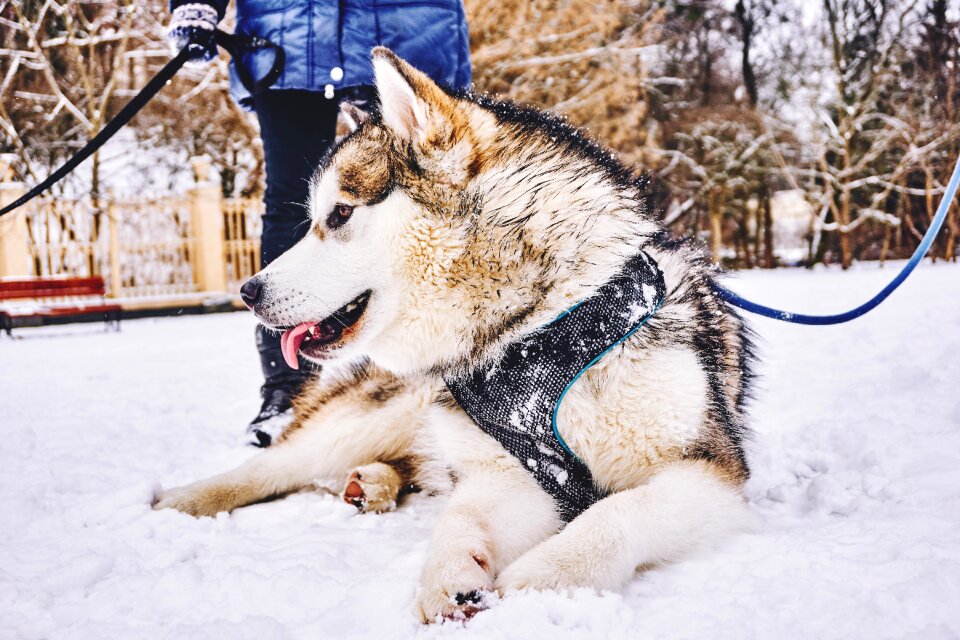 Dog pet snow