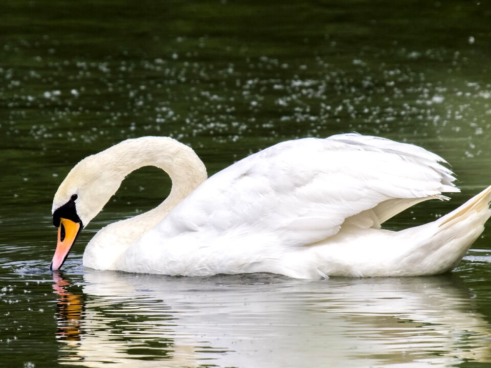 Water bird nature animal