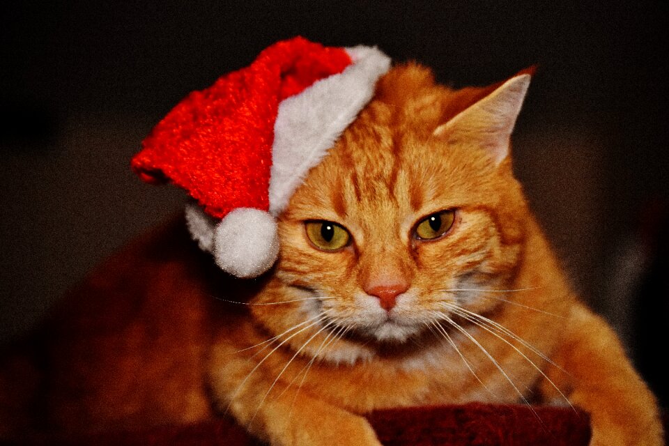 Santa hat funny cute