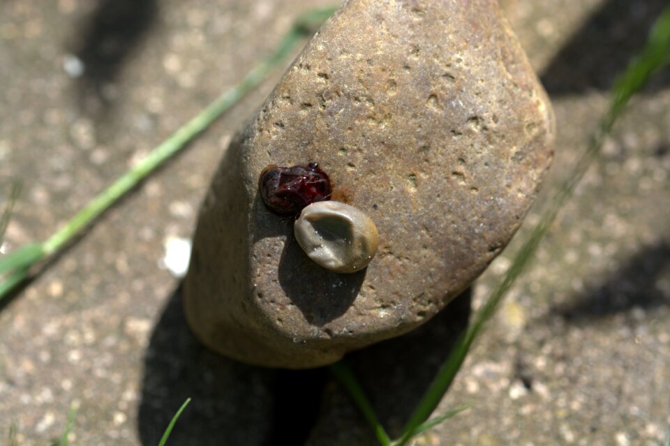 Crushed tick wood tick