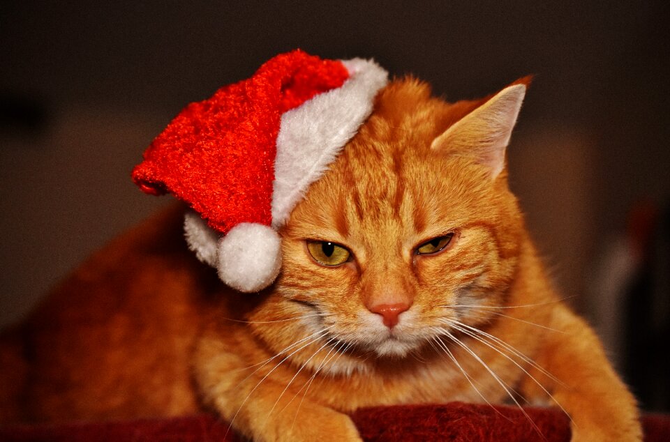 Santa hat funny cute