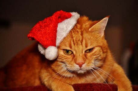 Santa hat funny cute