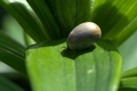 Dangerous animal lyme disease