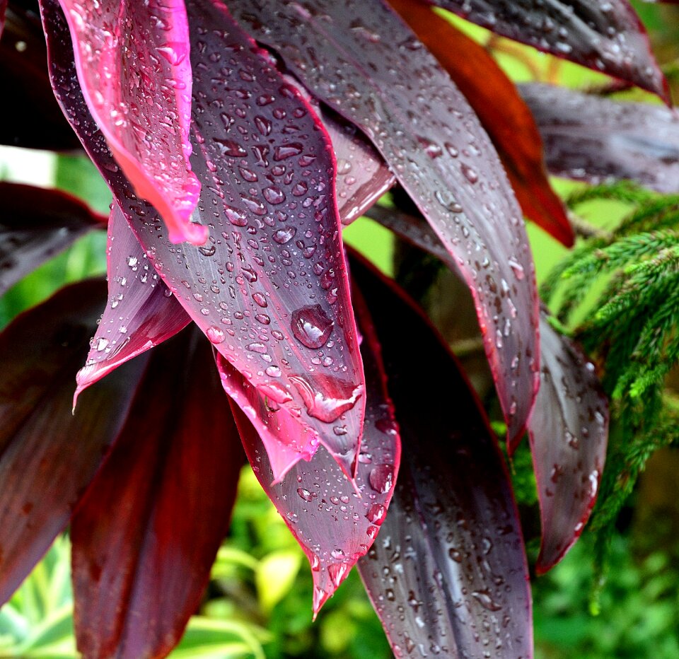 Leaves after the rain purple leaves rain drops