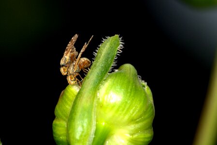 Close up nature reproduction