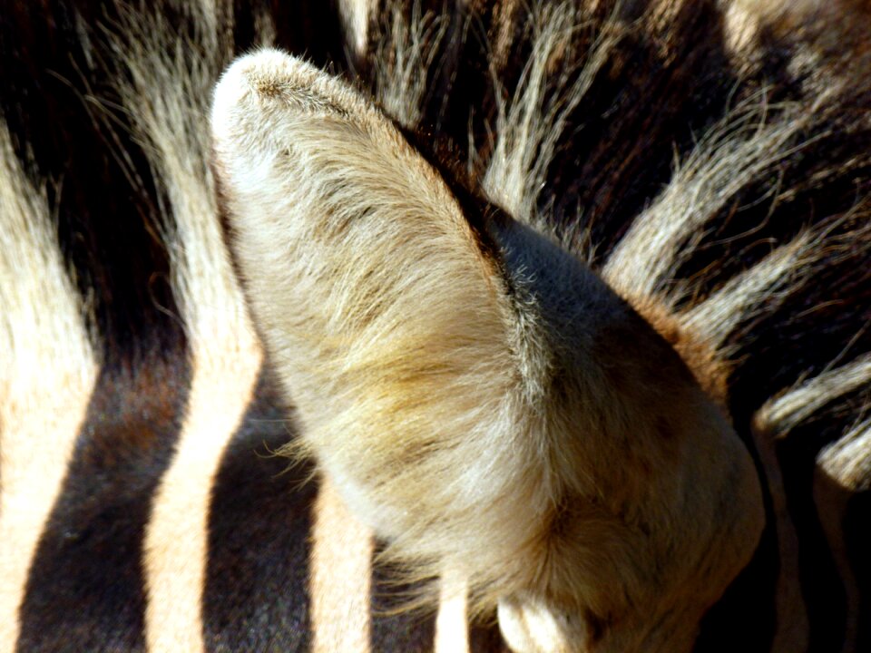 Black and white head striped photo