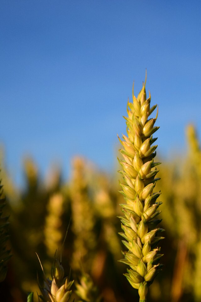 Close up ear plant