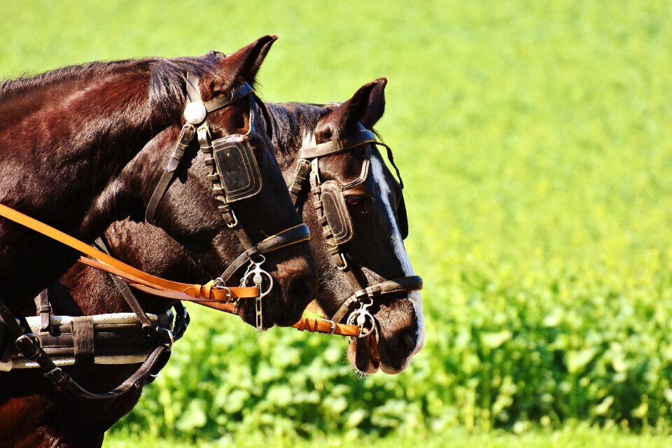 Team monteaura draft horses