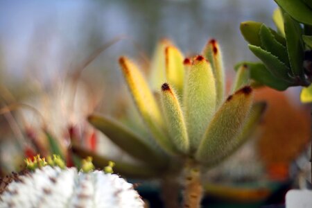Cacti succulent succulent plants photo