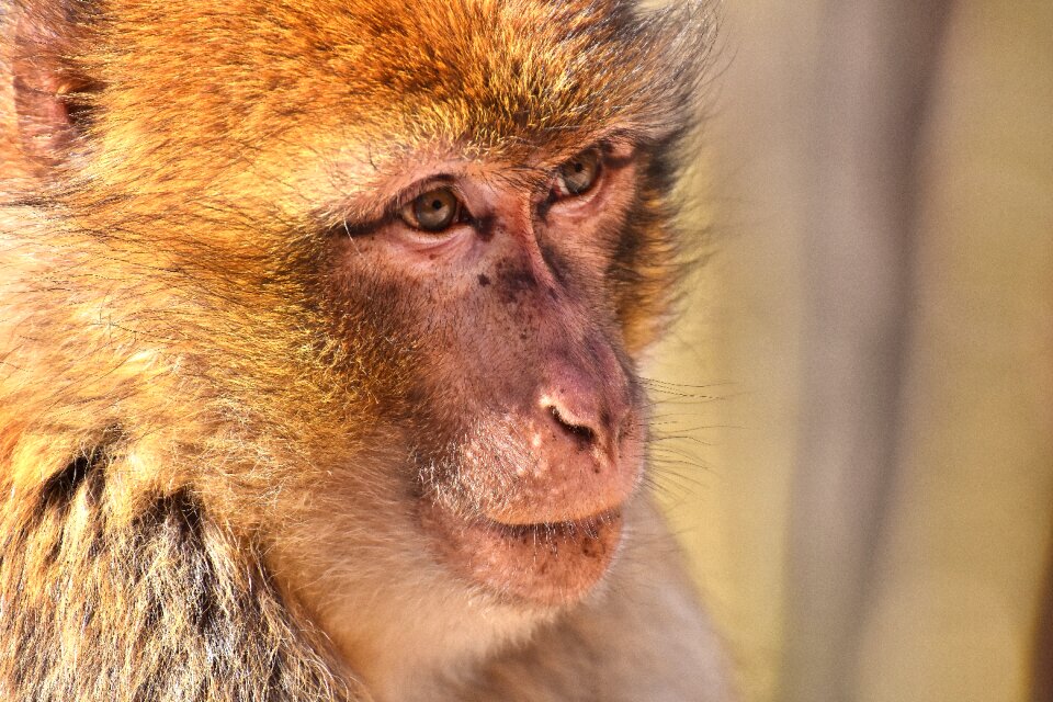 Cute monkey mountain salem animal