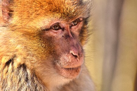 Cute monkey mountain salem animal