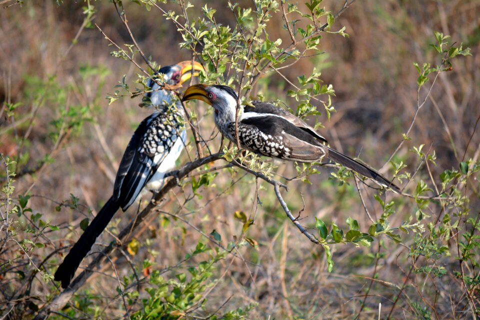 Two birds kruger park africa