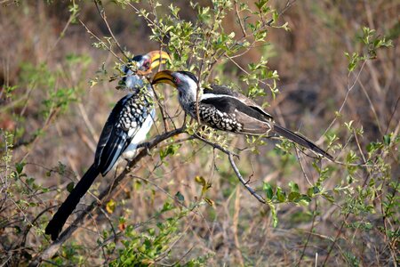 Two birds kruger park africa photo