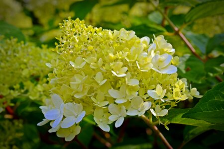 Garden flower hydrangea flower