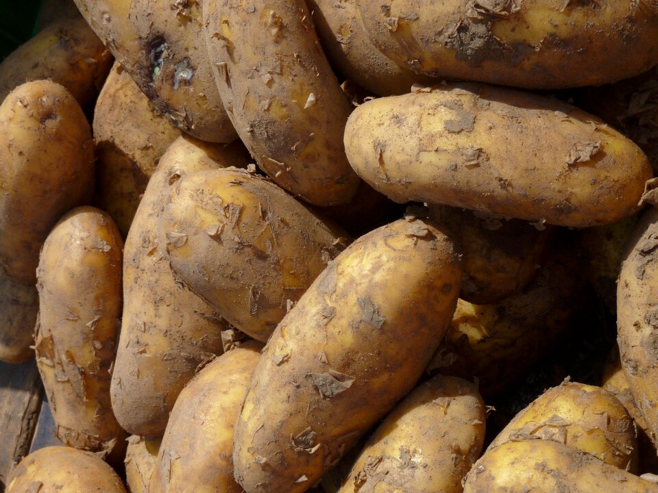 Potato field grumbeer food