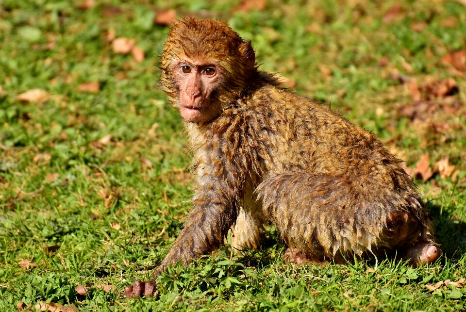 Cute monkey mountain salem animal