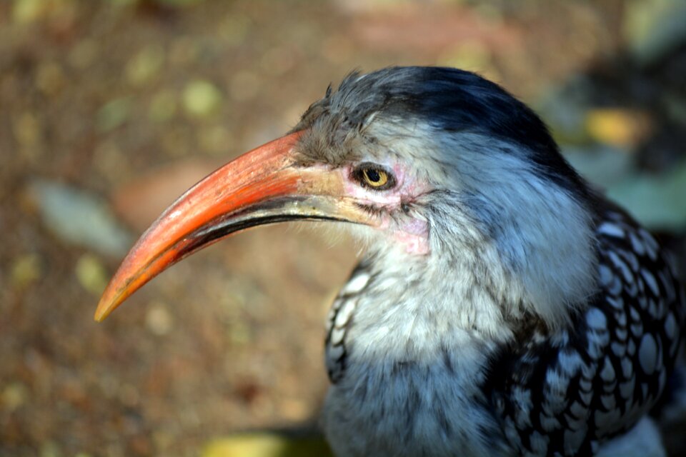 Wild bird kruger park africa