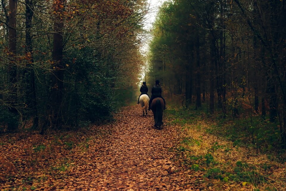 Riding animals landscape